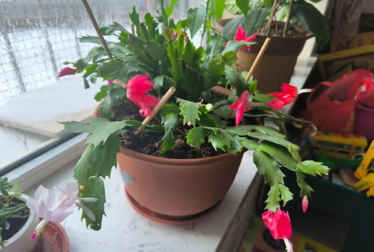 家庭养花用生根粉