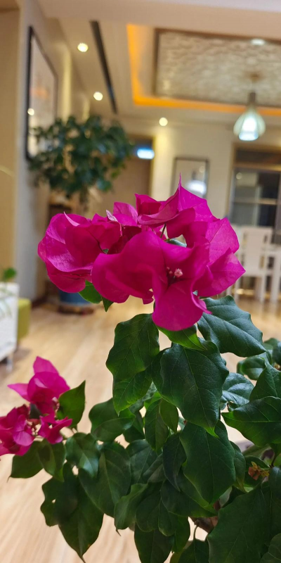 家庭养花用生根粉