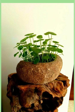 绯花玉怎么养，掌握关键技巧，轻松养出好状态