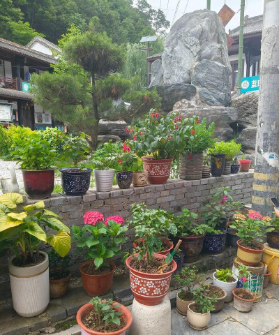 绯花玉怎么养，掌握关键技巧，轻松养出好状态