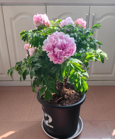 海棠花的栽培，选对品种很关键，掌握技巧不费力