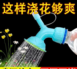 绯花玉怎么养，掌握关键技巧，轻松养出好状态