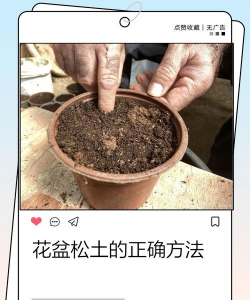 绯花玉怎么养，掌握关键技巧，轻松养出好状态