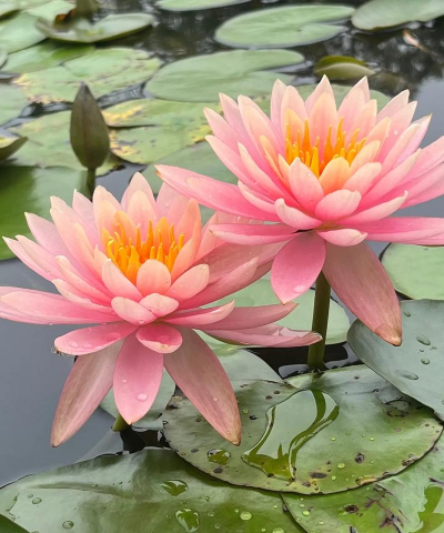 兰草花怎么养，掌握关键技巧，轻松培育美丽花朵