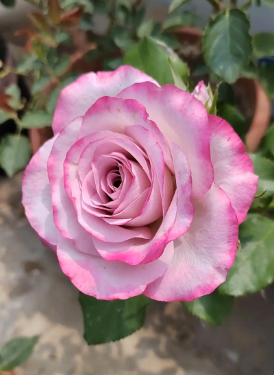 芍药花怎么养，掌握关键要点，花开更鲜艳