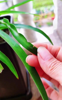 芍药花怎么养，掌握关键要点，花开更鲜艳