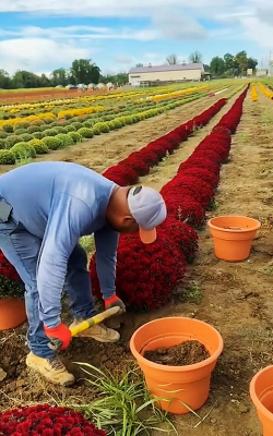 芍药花怎么养，掌握关键要点，花开更鲜艳