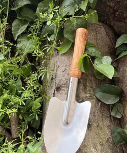 芍药花怎么养，掌握关键要点，花开更鲜艳