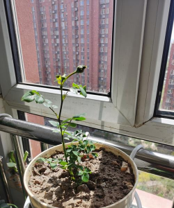 芍药花怎么养，掌握关键要点，花开更鲜艳