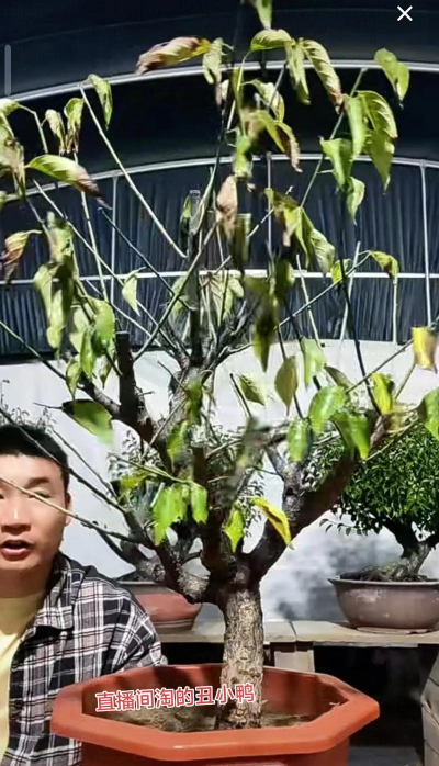 芍药花怎么养，掌握关键要点，花开更鲜艳