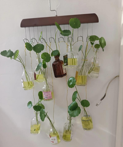 柿树虫病防治，识别常见虫害，掌握有效方法