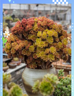 柿树虫病防治，识别常见虫害，掌握有效方法