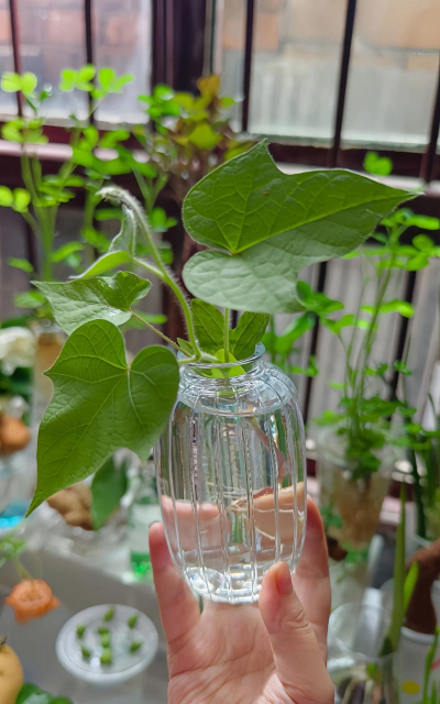 柿树虫病防治，识别常见虫害，掌握有效方法