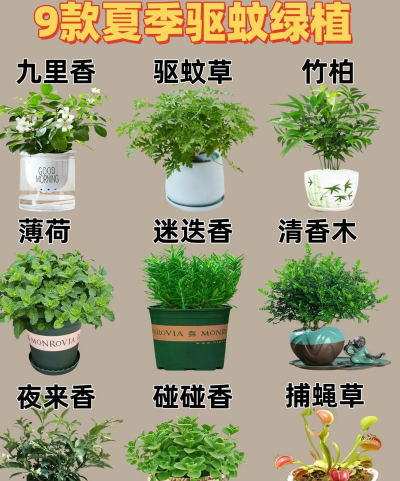 养花必备驱蚊方法