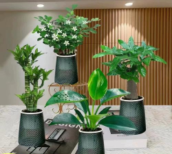 柿树虫病防治，识别常见虫害，掌握有效方法