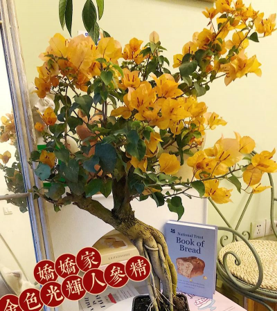 柿树虫病防治，识别常见虫害，掌握有效方法