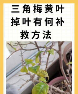 玫瑰花怎么养才不会枯萎，掌握浇水施肥技巧，轻松延长花期