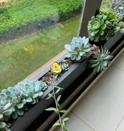 玫瑰花怎么养才不会枯萎，掌握浇水施肥技巧，轻松延长花期