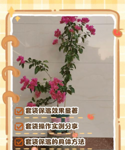 玫瑰花怎么养才不会枯萎，掌握浇水施肥技巧，轻松延长花期