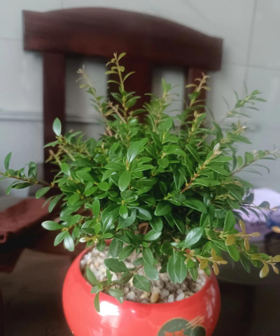 柿树虫病防治，识别常见虫害，掌握有效方法