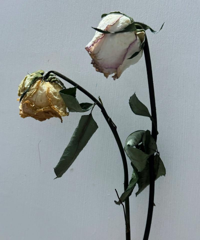 玫瑰花怎么养才不会枯萎，掌握浇水施肥技巧，轻松延长花期