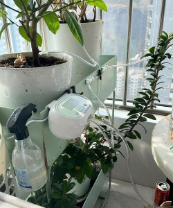 玫瑰花怎么养才不会枯萎，掌握浇水施肥技巧，轻松延长花期