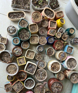 玫瑰花怎么养才不会枯萎，掌握浇水施肥技巧，轻松延长花期