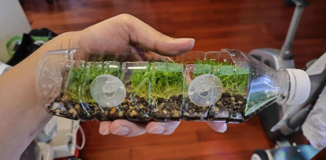 玫瑰花怎么养才不会枯萎，掌握浇水施肥技巧，轻松延长花期