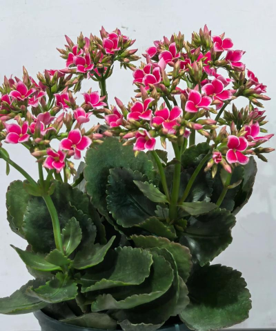 玫瑰花怎么养才不会枯萎，掌握浇水施肥技巧，轻松延长花期