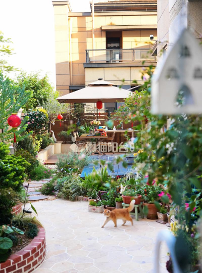 玫瑰花怎么养才不会枯萎，掌握浇水施肥技巧，轻松延长花期