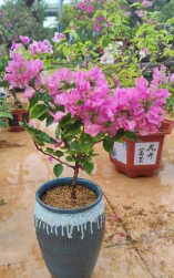 玫瑰花怎么养才不会枯萎，掌握浇水施肥技巧，轻松延长花期