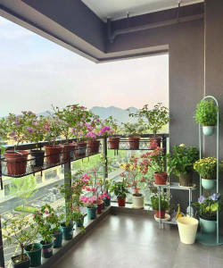 家庭养花用生根粉