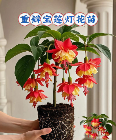 家庭养花用生根粉