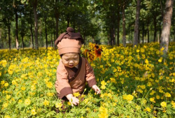 家庭养花用生根粉