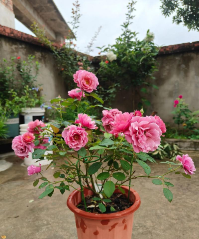 家庭养花用生根粉