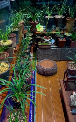 家庭养花用生根粉