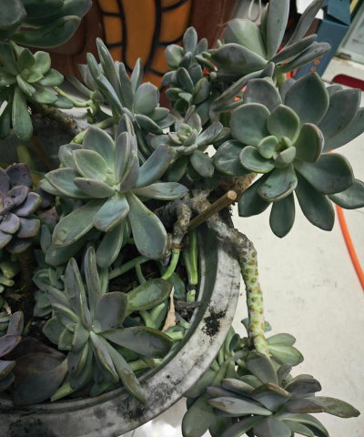 多肉淡雪如何发根