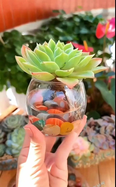 家庭养花用生根粉