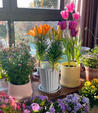 家庭养花用生根粉