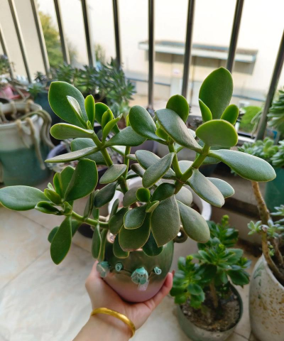 家庭养花用生根粉