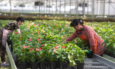 家庭养花用生根粉