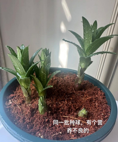 家庭养花用生根粉