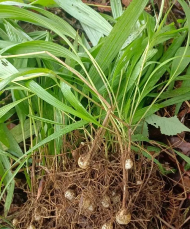 白芨的果子是什么