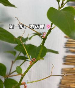 三角梅如何修剪