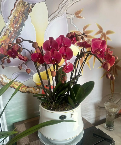 养花不能太贪心