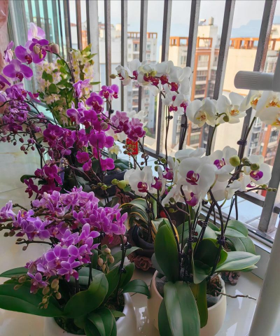 家庭养花用生根粉