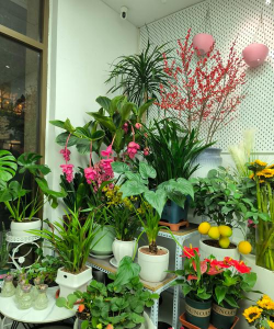 家庭养花用生根粉