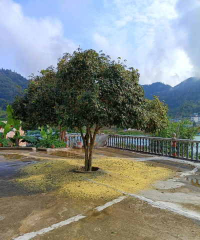 家庭养花用生根粉