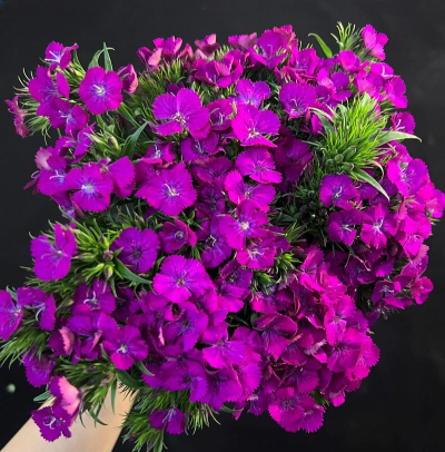 相思梅都有什么颜色