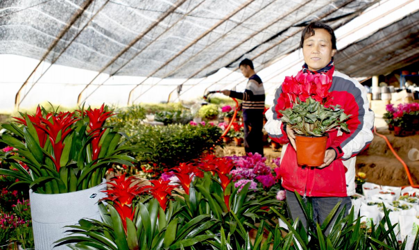家庭养花用生根粉